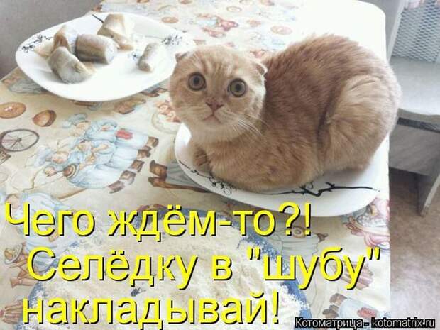 Кошатина да псятинка позитивная, этакая забавная, с надписями, очень много на выходные