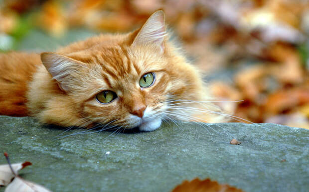 Обои взгляд, осень, рыжий, кот 369633 / Раздел: Животные / HallPic.ru