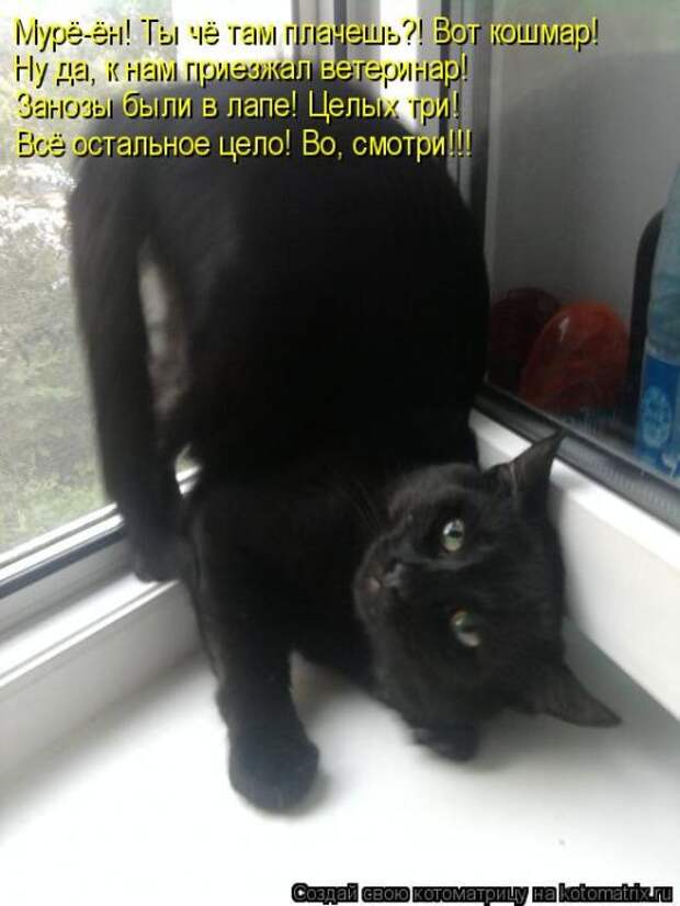 Котоматрицы (картинки с надписями)