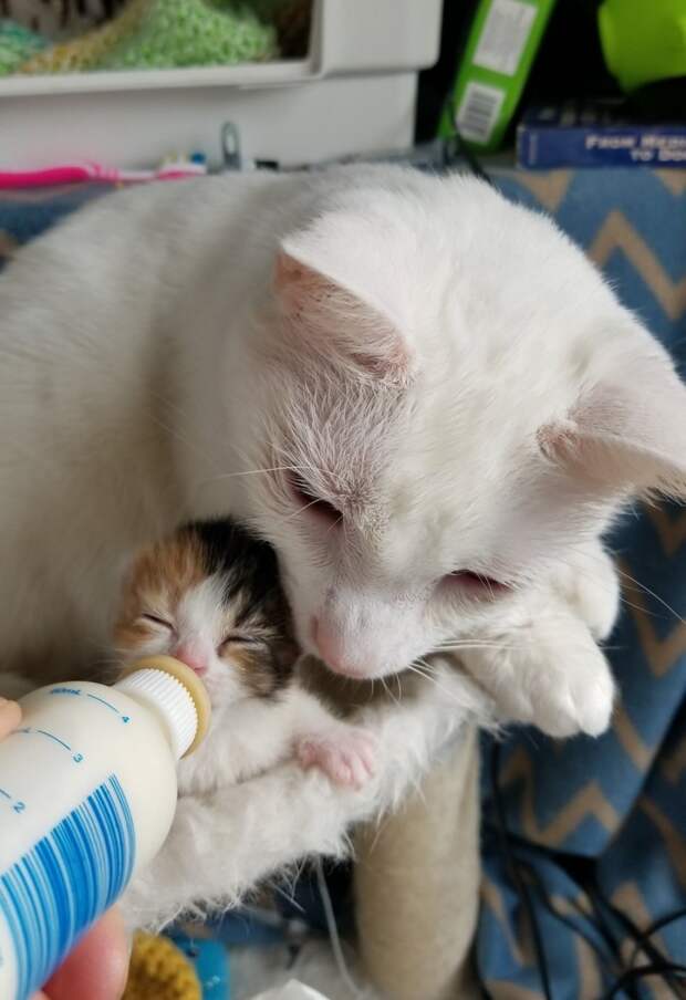 Без кота и жизнь не та