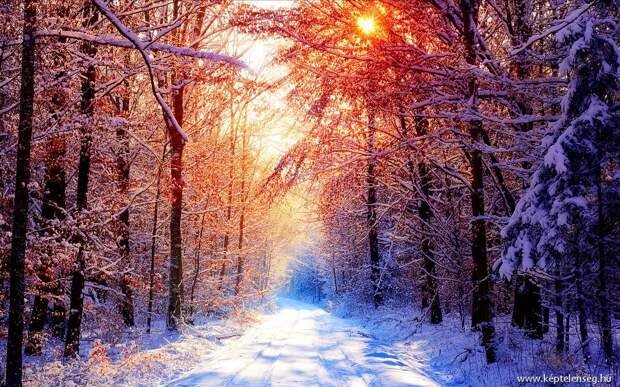 Winter Morning Forest HD Wallpapers Free Download - PCwallpapers.in