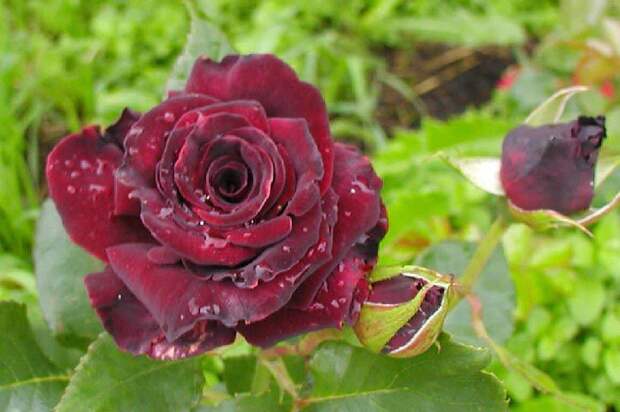 Роза чайно-гибридная фото, характеристики, описание, саженцы - красиво-цветущие садовые кустарники и деревья, Rosa