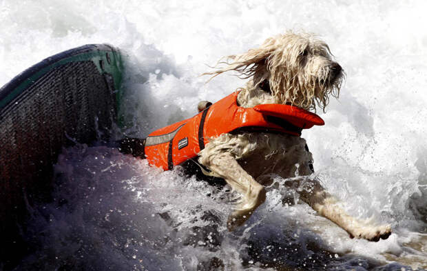 Соревнование по серфингу среди собак dogssurfing 2 Соревнование по серфингу среди собак