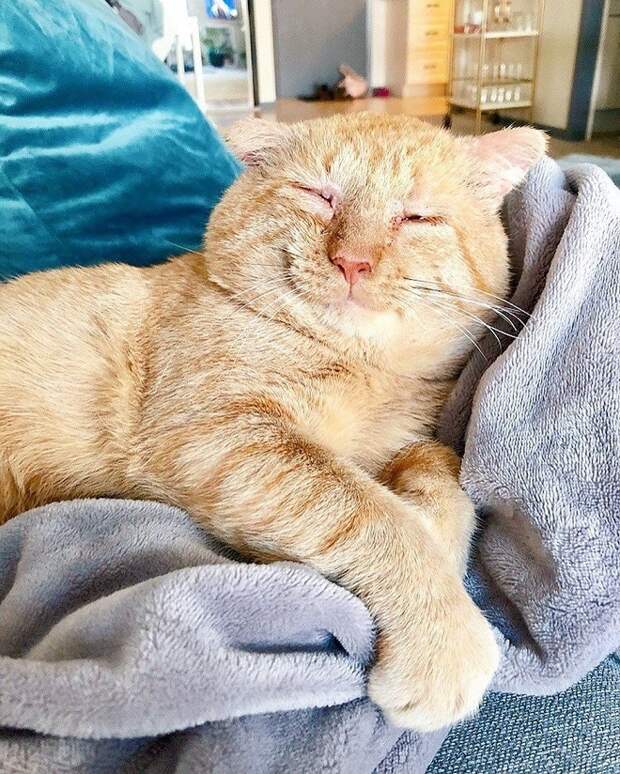 Довольный кот Кот уснул