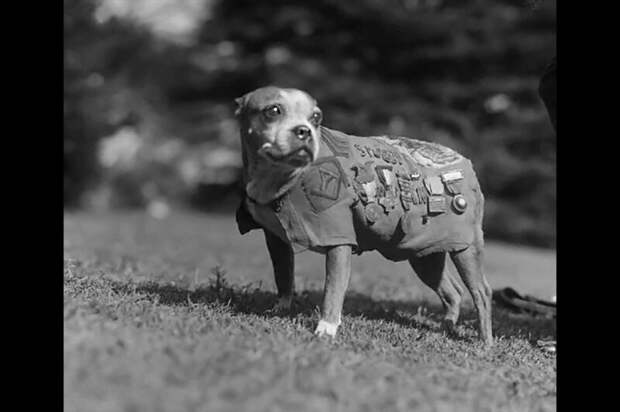 Сержант Стабби - пес-герой, который помогал находить раненых солдат, сам был несколько раз ранен, и даже поймал немецкого шпиона. Его наградили за участие в семнадцати боях