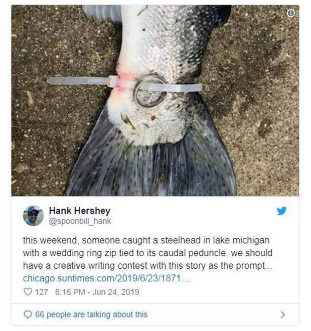 Рыбаки поймали форель с серебряным кольцом на хвосте