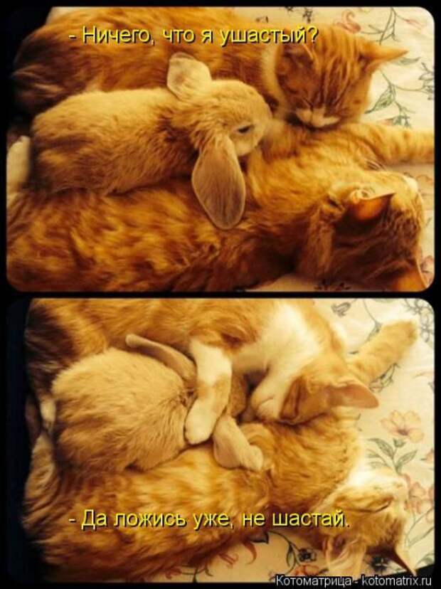 Котоматрицы(картинки с надписями)