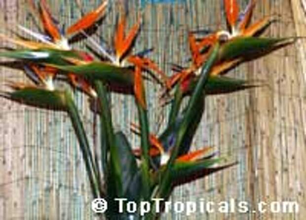 Strelitzia reginae, Strelitzia Juncea, Bird of paradise, Crane Flower, Stelitzia