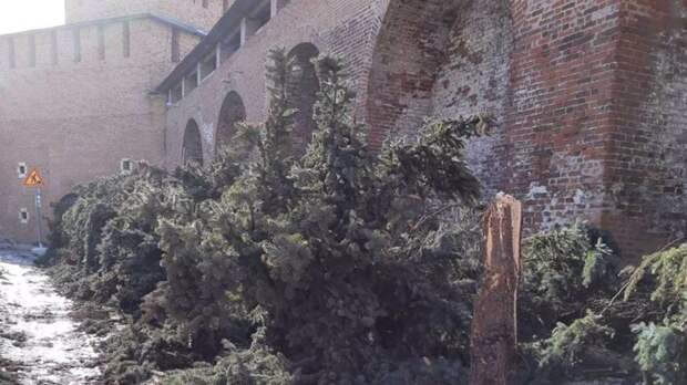 «Кому они мешали?»: В Нижегородском кремле спилили многолетние ели