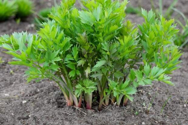 Юные листики любистока хороши в качестве салатной зелени. © gardenersworld  📷 