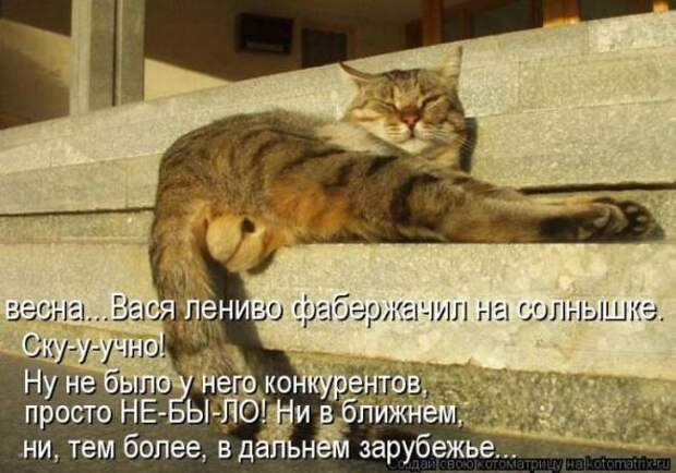 Котоматрицы (картинки с надписями)