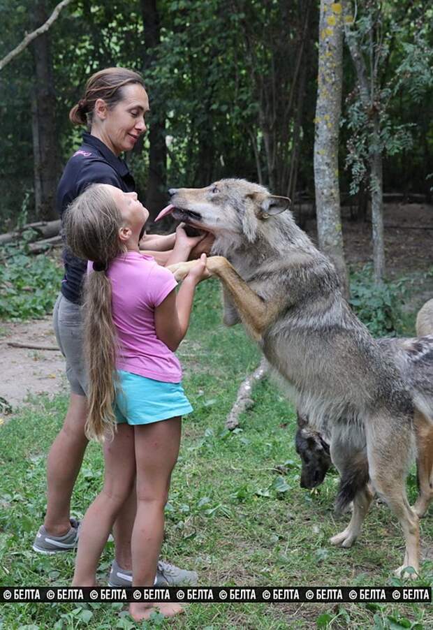 Белорусская семья вырастила стаю волков белоруссия, семья, стая, волки