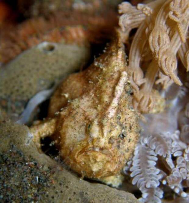 Психоделическая рыба-лягушка (лат. Histiphryne psychedelica) (англ. frogfish)