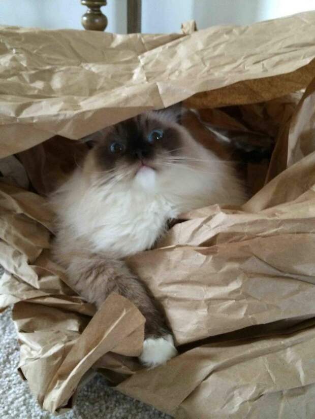 Смешные и забавные кошки