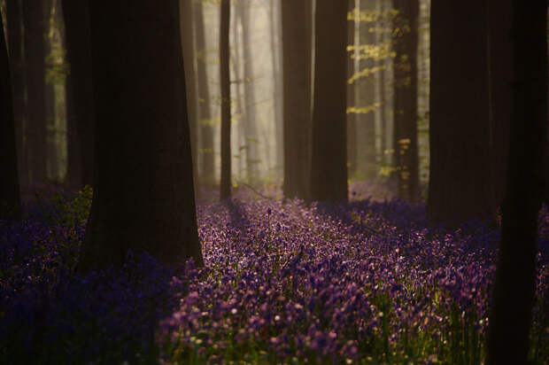 Мистический голубой лес в Бельгии-8