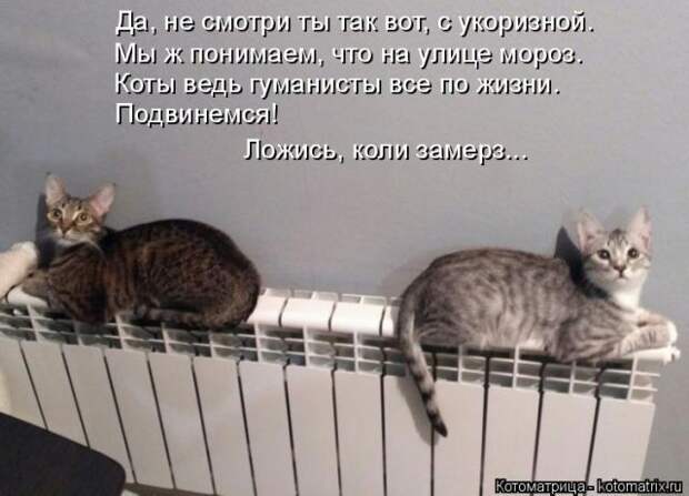 Лучшие котоматрицы недели (50 фото)