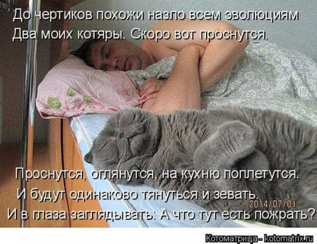 Свежая котоматрица (32 фото)