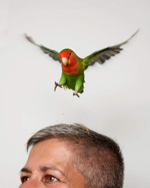 Снимки официального фотографа животных Амстердама
