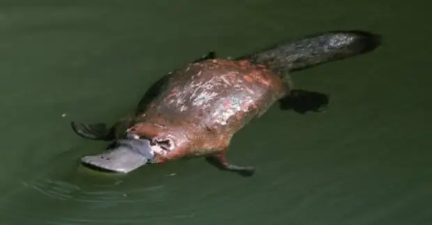 Мифологические существа, которые существовали в действительности