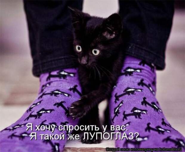 Котоматрицы(картинки с надписями)
