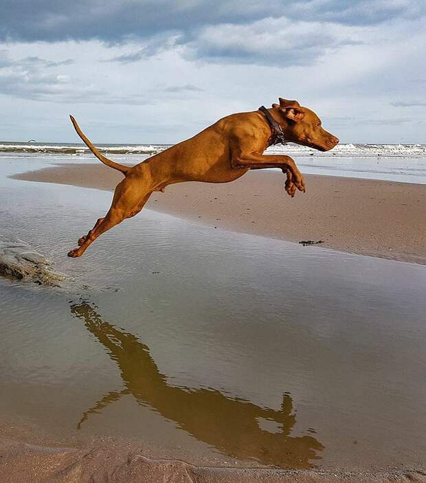 Зандр очень любит носиться, прыгать, играть с другими собаками. Фото: Сьюзен Спинк 