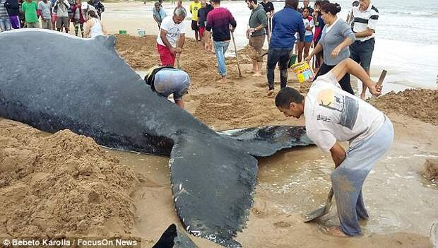 Сотни добровольцев всю ночь спасали детеныша горбатого кита