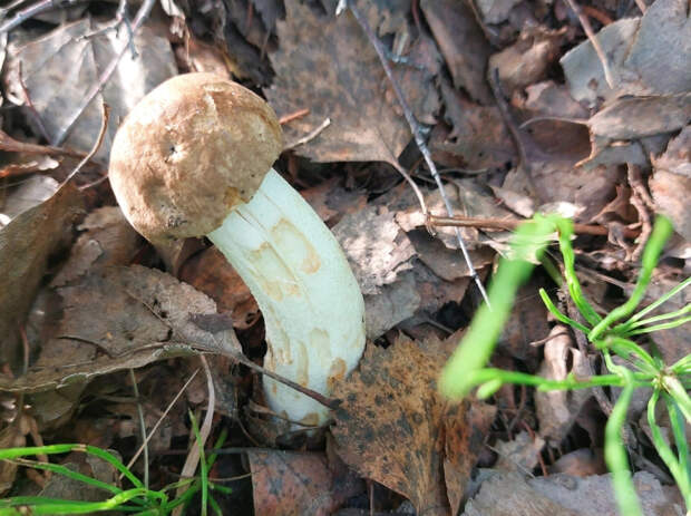Это опасные двойники: специалисты предупредили об угрозе первых весенних грибов