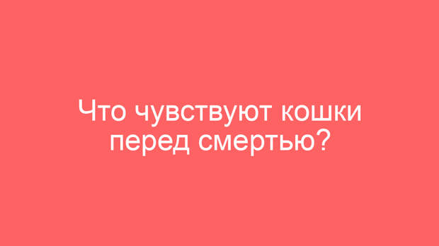 Что чувствуют кошки перед смертью?