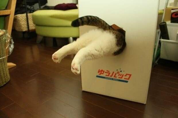 Хозяин, выпусти! коты, фото