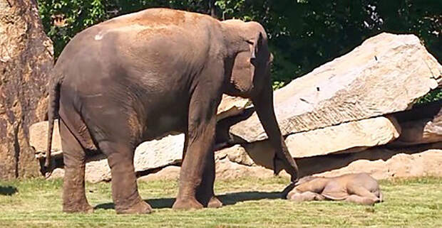 Мать-слониха пытается отчаянно разбудить своего детеныша, тогда люди решают помочь ей!