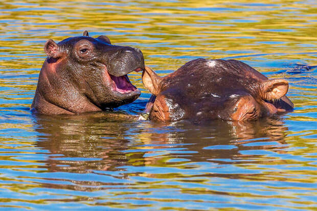 Манодж Шах / Comedy Wildlife Photo Awards 2020