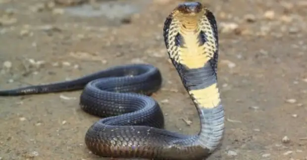 Мифологические существа, которые существовали в действительности