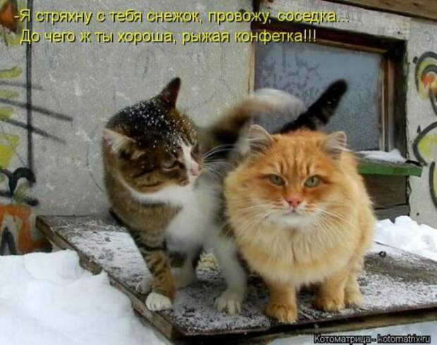 Котоматрицы (картинки с подписями)