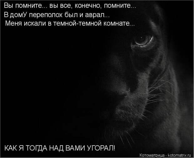 Лучшие котоматрицы недели (50 фото)