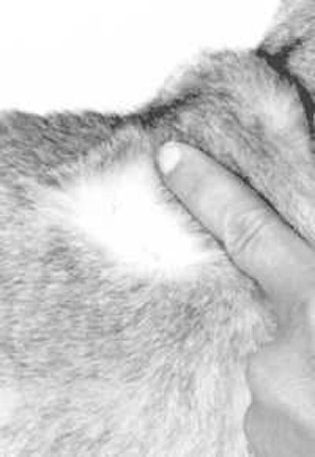 Серебристый тикированный табби котенок