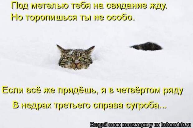 Котоматрицы (картинки с надписями)