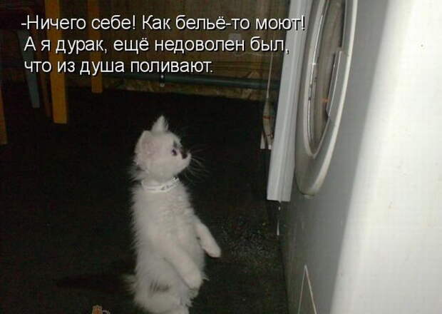 Котоматрицы (50 штук) Котоматрицы (50 штук)