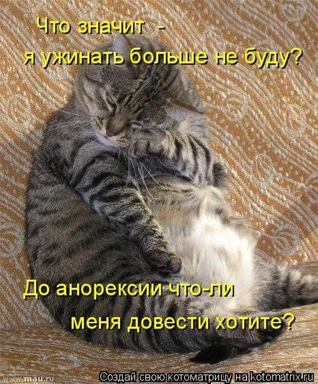 Свежая котоматрица для всех (44 фото)