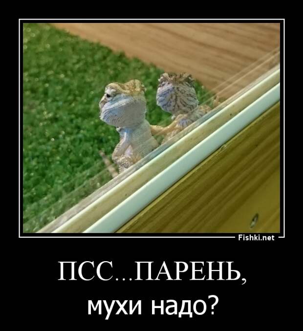 Демотиваторы Демотиваторы демотиваторы, юмор