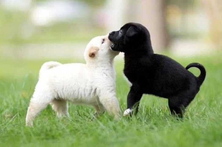 TiniestPuppies20 Мимимишность дня — 30 фото щенков, которые сделают ваш день счастливей
