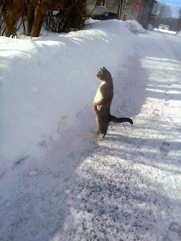 lolcats71 100 лучших фотографий кошек всех времен и народов