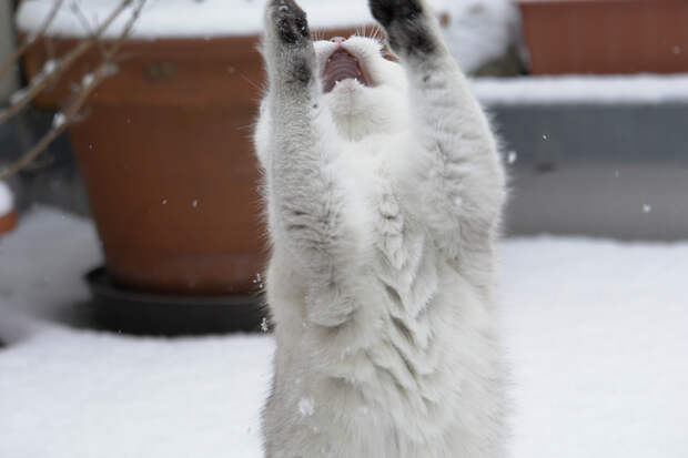 Домашние кошки. (Matthias Zirngibl)