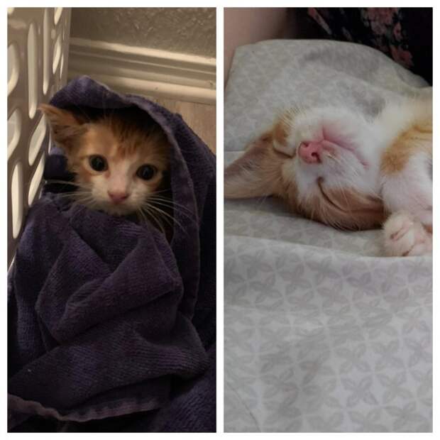 20 удивительных преображений животных, которые с улиц попали в заботливые руки 20 удивительных преображений животных, которые с улиц попали в заботливые руки до и после, истории спасения, история спасения, кошка, собака