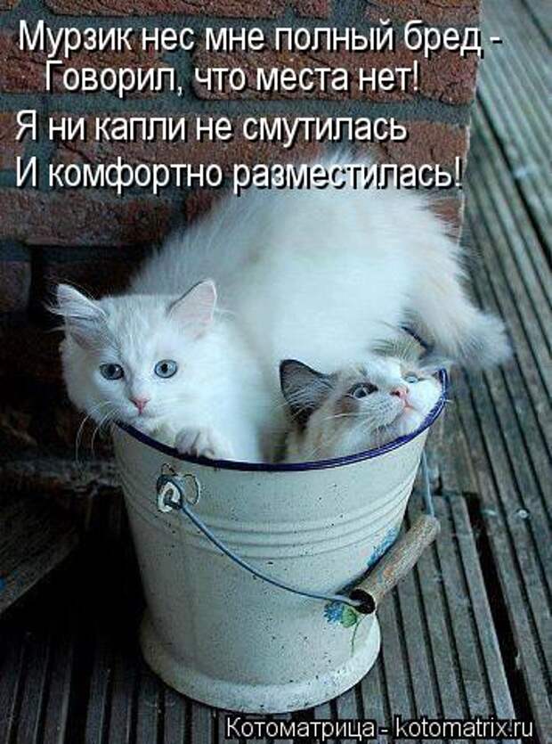 Котоматрица: Мурзик нес мне полный бред - И комфортно разместилась!  Я ни капли не смутилась Говорил, что места нет!