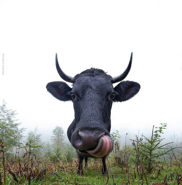 animal-portraits-sergey-polyushko-27-582b0609800a5__880