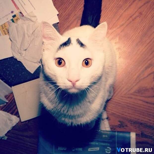 Необычный кот, которого прозвали Бровастиком Выпуск 351 (29 фото)