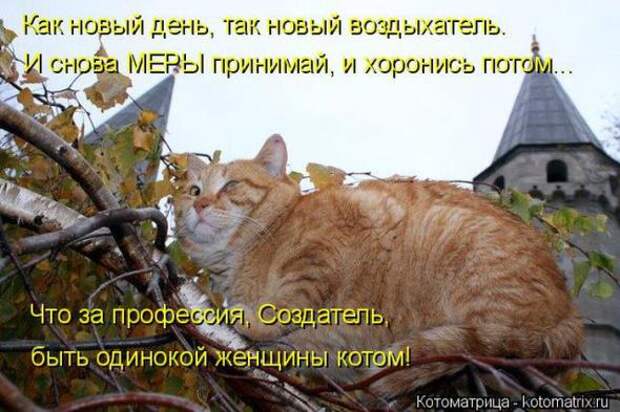 Котоматрицы(картинки с надписями)