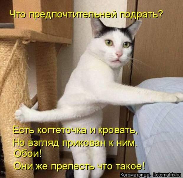 Свежая котоматрица на Бугаге (37 фото)