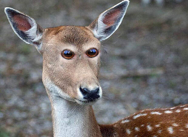 Как выглядели бы животные, если их глаза располагались бы по центру лица