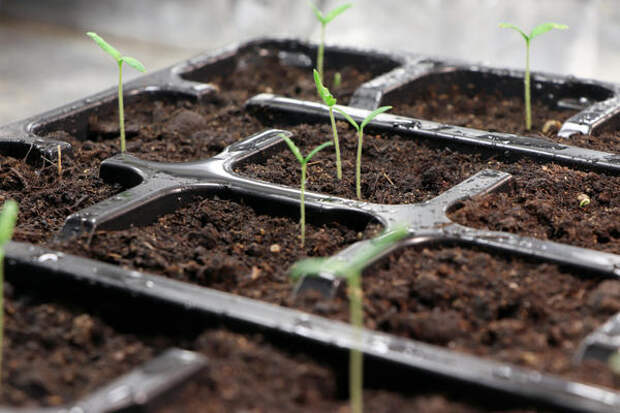 Здоровая, крепкая, сильная рассада — залог хорошего урожая